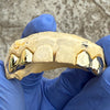 Real 10K Gold Double Caps Side Canine Custom Grillz